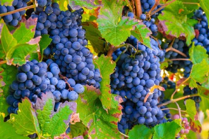 Grapes Wineyard 