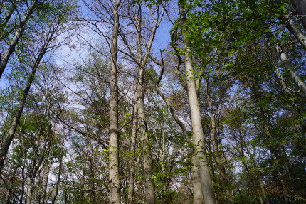 Dying beech forest in Hainich National Park (photo: P. Ibisch, 17 July) 