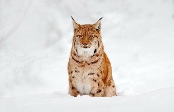 lynx in the snow 