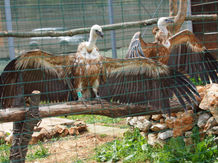 Griffon Vulture Visitor Centre 