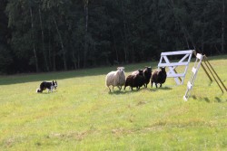 Sheep management 3 