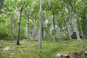 2nd Thematic Work Package: Creation of  sustainable model for buffer zone management around World Heritage Beech forests