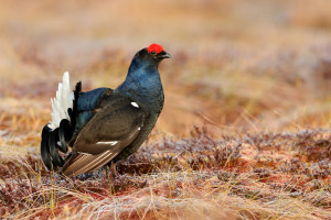POLLUTION AND PRESERVATION: THE STORY OF THE BLACK GROUSE