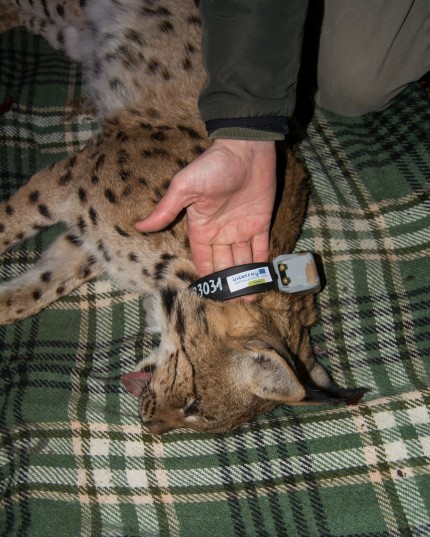 Setting up the radio collar. photo by Lan Hocevar 