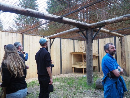 Future temporary enclosure for lynx Goru, project LIFE Lynx 