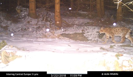 Lynx Stello in falling snow, winter 2017-2018 