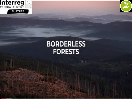 Borderless Forests 