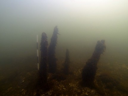 Underwater relicts of medieval harbour in Puck Lagoon (Photo: National Maritime Museum, Gdansk) 