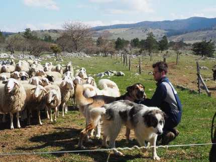 Shepherd with dogs and sheeps. In two years he has no sheep killings thanks to dogs and fences 