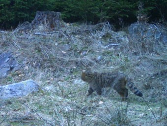 Wild cat in Cesky les 