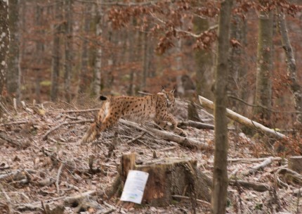 Lynx Bojan. Photo: Lan Hočevar 