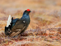 Benefit of the month_Black Grouse2 