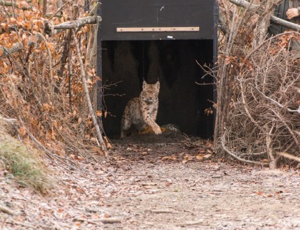 Out from the box trap. photo by Lan Hocevar 