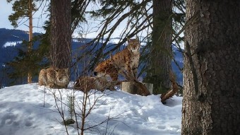 Lynx family on their afternoon rest by Vl Cech jr. 